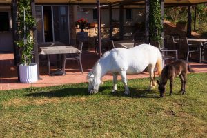 Farmhouse for children in Tuscany - Agriturismo Diacceroni